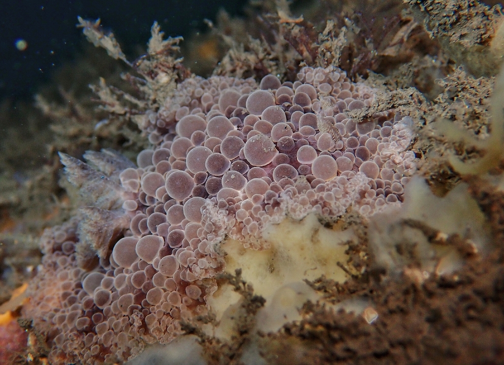 Truffle Dorid