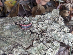 Microphotus angustus