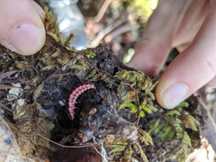 Microphotus angustus