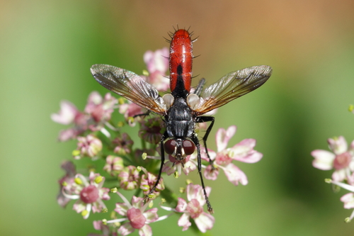 Zweifarbige Raupenfliege