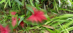Caladium bicolor