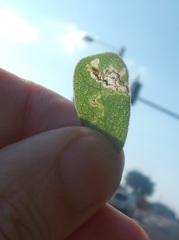 Hypurus bertrandi
