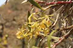 Epidendrum lignosum
