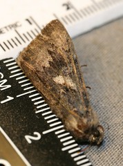 Catocala antinympha