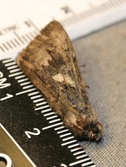 Catocala antinympha