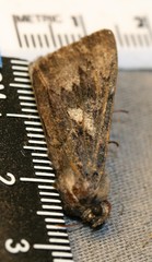 Catocala antinympha