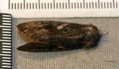 Catocala antinympha