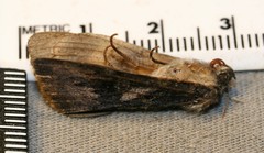 Catocala antinympha