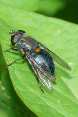Helophilus hochstetteri