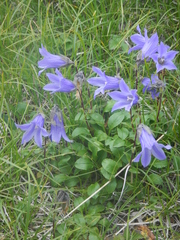 Campanula chamissonis