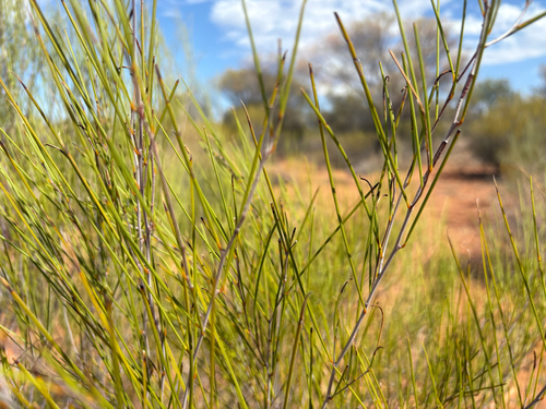 Acacia burkittii, 2026-01-08