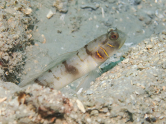Beautiful-Cheek Shrimpgoby photo 3