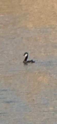 White-tufted Grebe (Rollandia rolland), photo 6