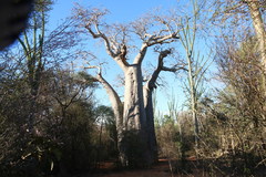Adansonia