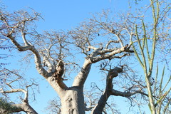 Adansonia