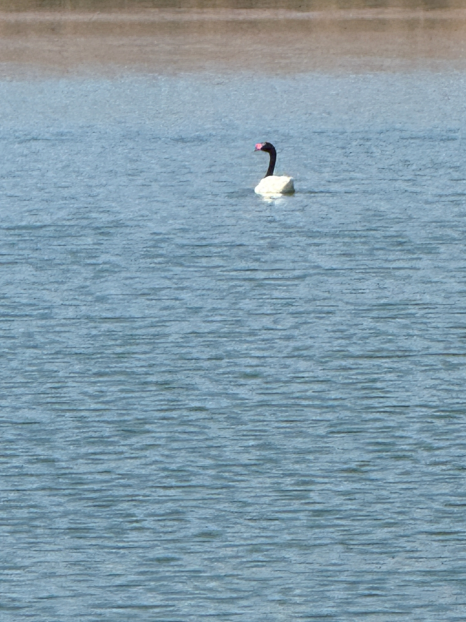 Black-necked Swan (Cygnus melancoryphus), photo 3