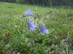 Campanula chamissonis