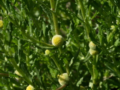 Centipeda cunninghamii