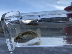 Cyprinodon nevadensis amargosae