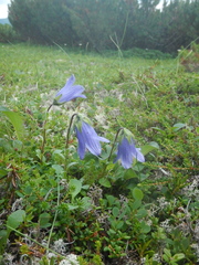 Campanula chamissonis