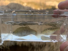 Cyprinodon nevadensis amargosae