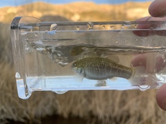 Cyprinodon nevadensis amargosae