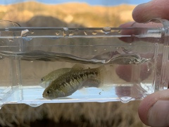 Cyprinodon nevadensis amargosae