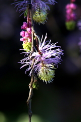 Dichrostachys