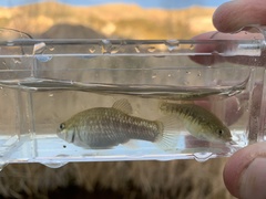 Cyprinodon nevadensis amargosae