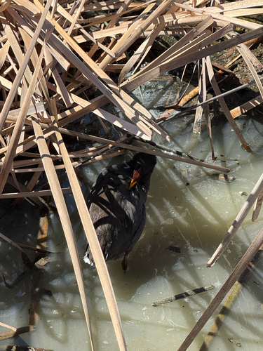 Red-fronted Coot (Fulica rufifrons)