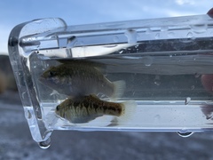 Cyprinodon nevadensis amargosae
