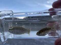Cyprinodon nevadensis amargosae
