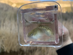Cyprinodon nevadensis amargosae