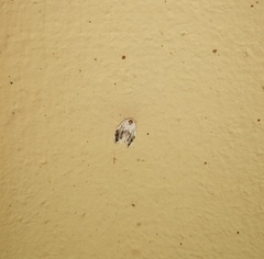 Niphopyralis