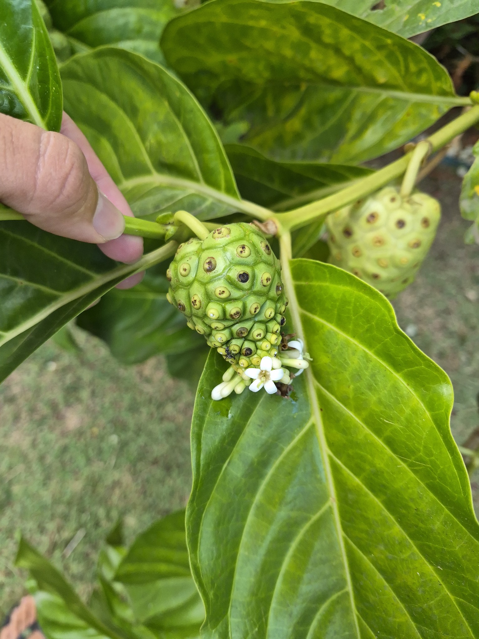 Foto de Morinda citrifolia L.