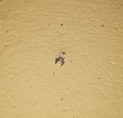 Niphopyralis