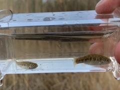 Cyprinodon nevadensis amargosae