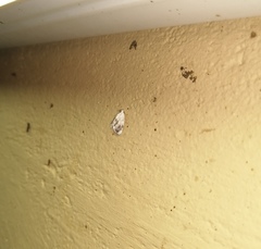 Niphopyralis