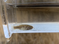 Cyprinodon nevadensis amargosae