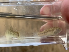 Cyprinodon nevadensis amargosae