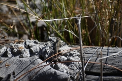 Sceloporus unicanthalis