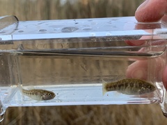 Cyprinodon nevadensis amargosae