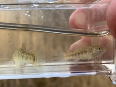 Cyprinodon nevadensis amargosae