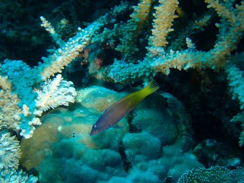 Twotone wrasse (Halichoeres prosopeion) — Labridae