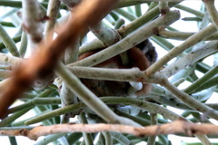 Microcebus