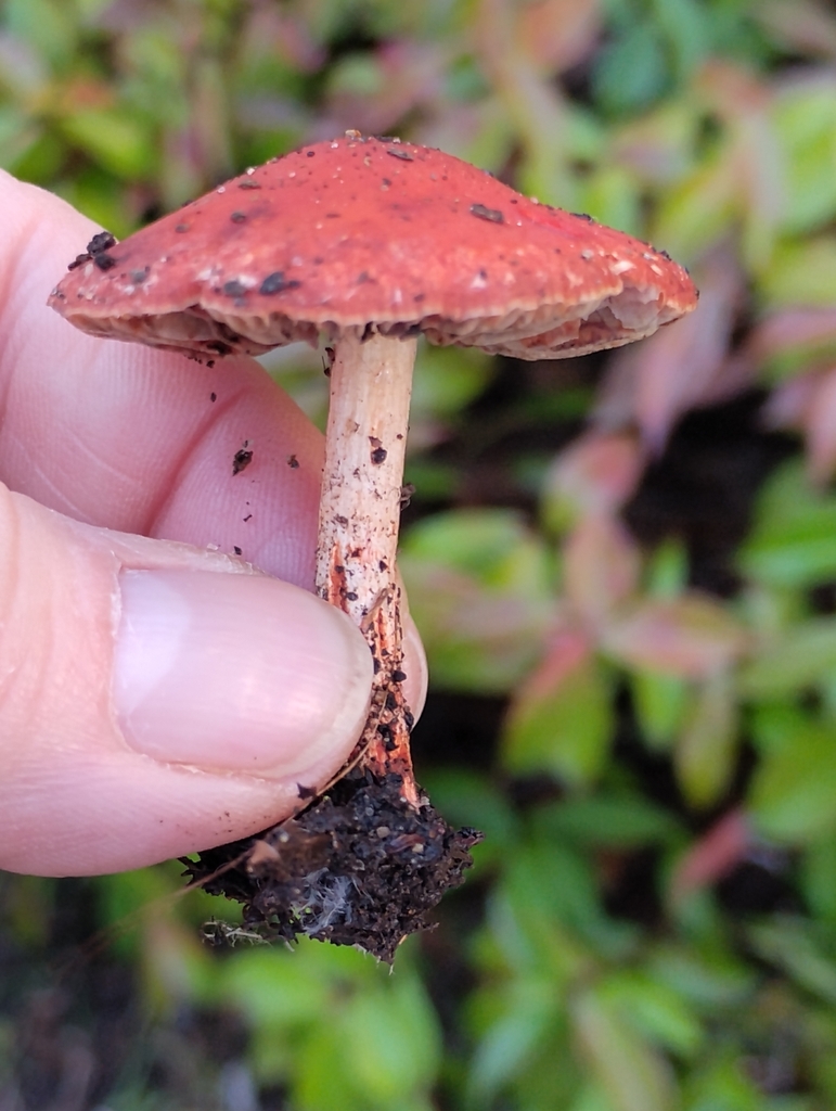 Leratiomyces ceres · January 2026 · photo: © pholroyd (iNaturalist, cc0)