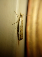 Orocrambus flexuosellus