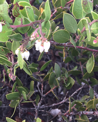Arctostaphylos rudis