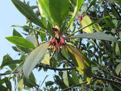 Bruguiera gymnorhiza