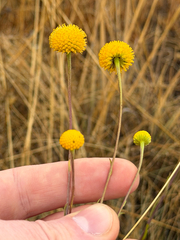 Helenium aromaticum, photograph (c) Cody Hinchliff, some rights reserved (CC BY)
